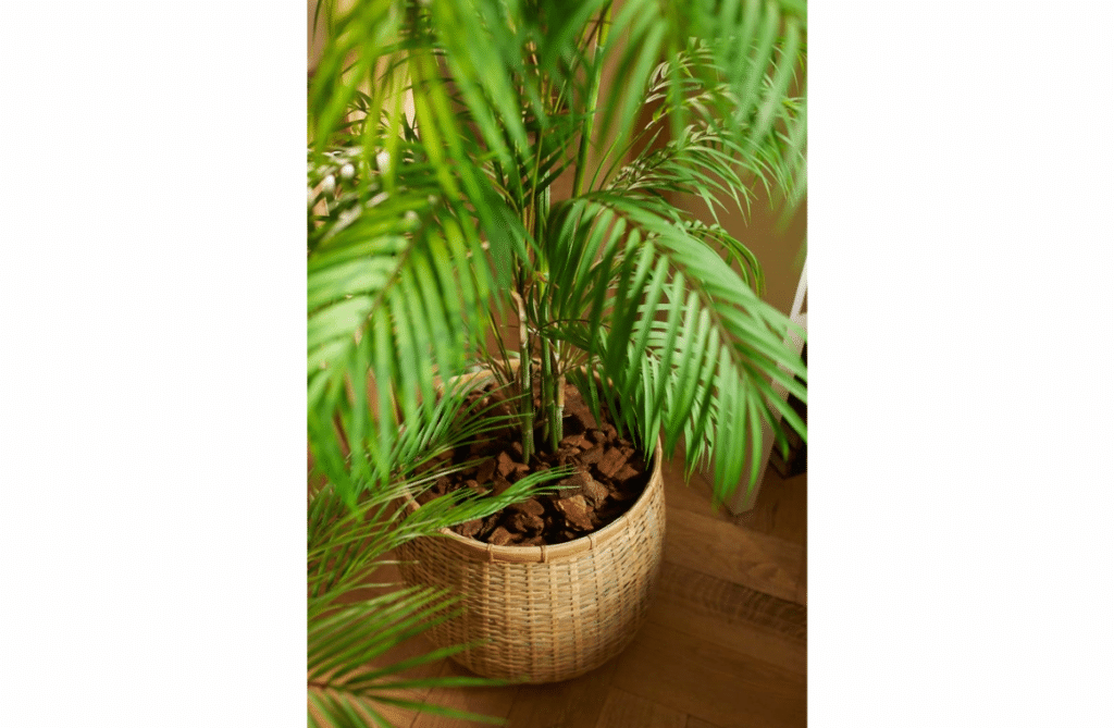 Nova Design & Build - Plante Artificiale - Palmier artificial Chamaedorea - 180 cm - Setting