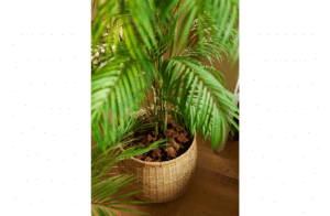 Nova Design & Build - Plante Artificiale - Palmier artificial Chamaedorea - 180 cm - Setting