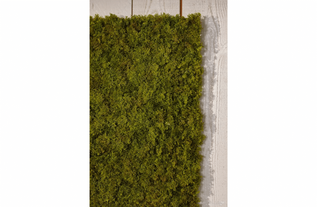 Nova Design & Build - Perete verde - Iceland moss - 50 x 50 cm - Setting