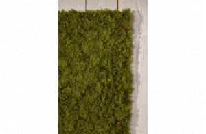 Nova Design & Build - Perete verde - Iceland moss - 50 x 50 cm - Setting