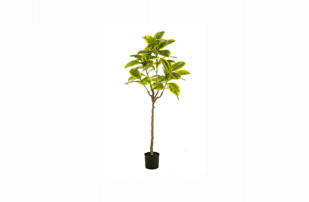 Nova Design & Build - Plante Artificiale - Ficus artificial Elastica Verde-Galben - 145 cm