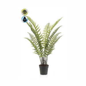 Nova Design & Build - Plante de exterior - Feriga Woodwardia UV - 90 cm